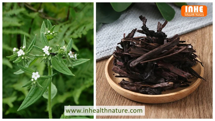 Lithospermum erythrorhizon and Gromwell Root
