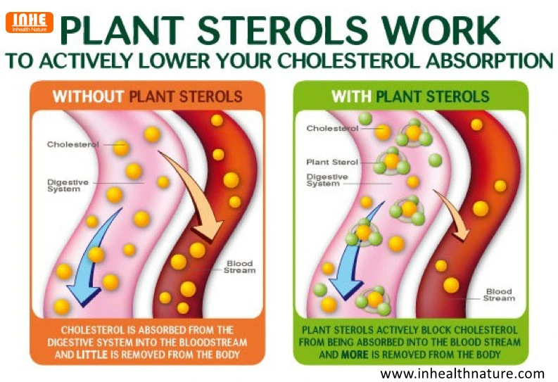 Plant Sterols to Actively Lower Cholesterol Absorption